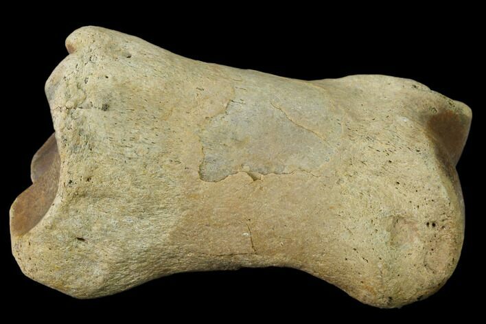 Fossil Rhino (Teleoceras) Metatarsal - Kansas #136433